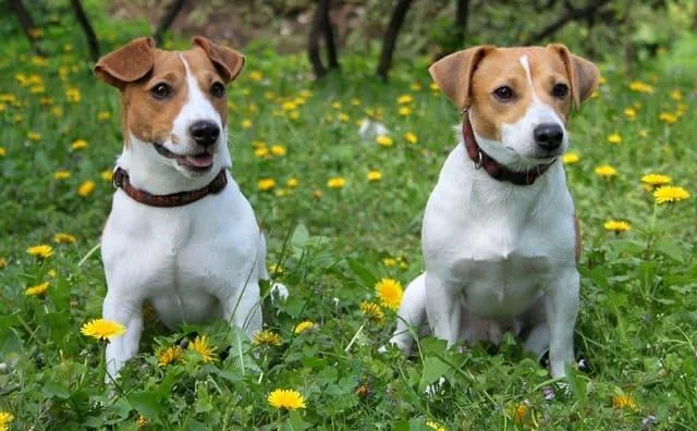 Клички для джек-рассел-терьеров: лучшие имена для вашего питомца4