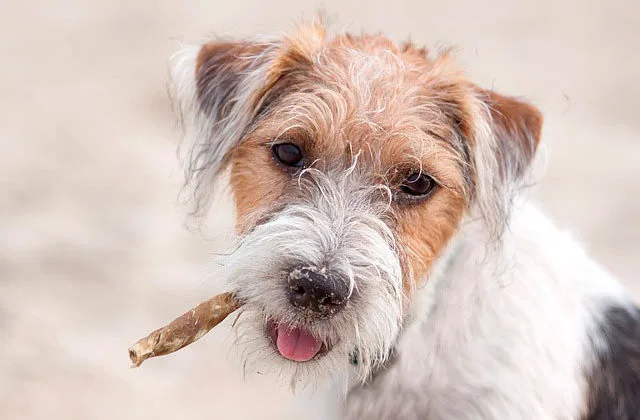 Джек-рассел23