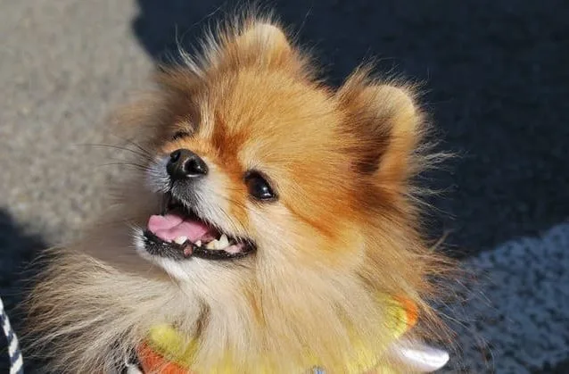 Померанский шпиц медвежьего типа (24)21