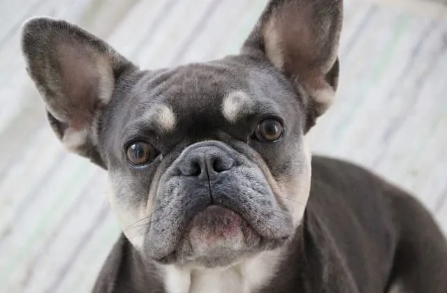 Французский бульдог (29)21