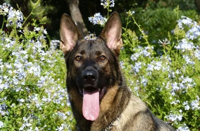 Восточно-европейская овчарка (14)4