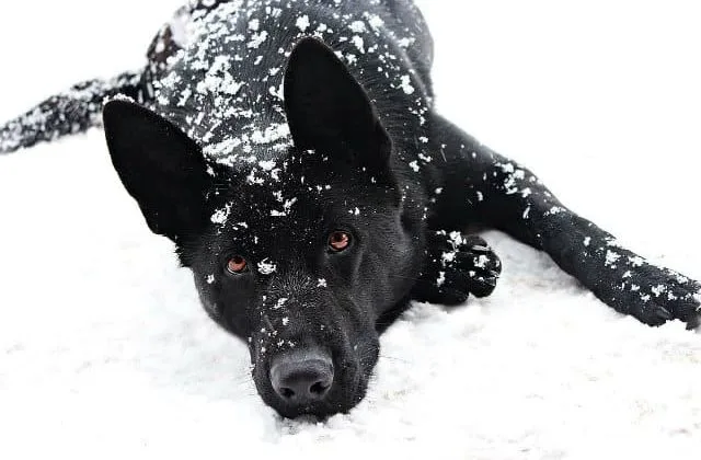 Черная немецкая овчарка (10)15