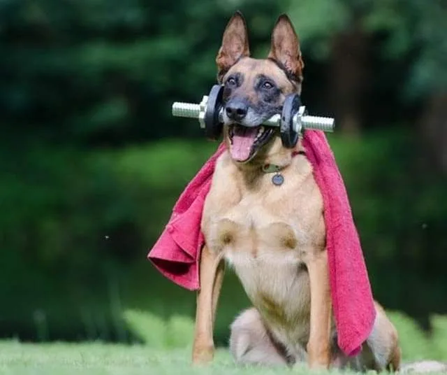 Бельгийская овчарка: Грюнендаль, Тервюрен, Малинуа, Лакенуа – 4 породы-мускетера для работы и companionship9