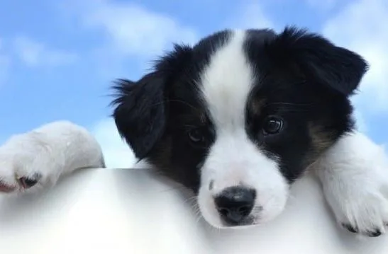 Бордер колли (33) Бордер колли (33)11