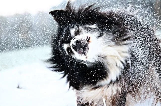 Бордер колли (29) Бордер колли (29)13