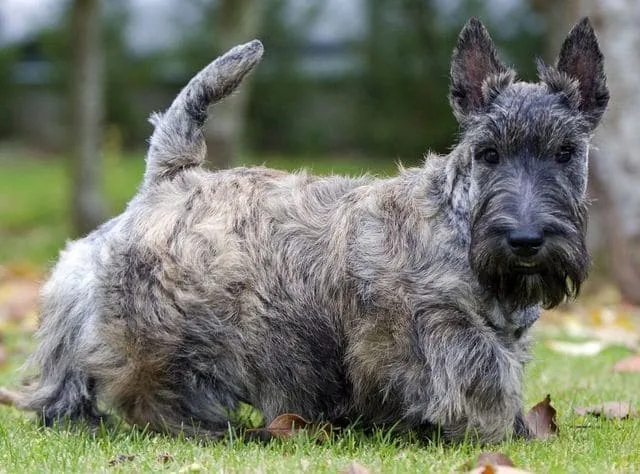 Скотч-терьер: джентльмен из Шотландии, любимец президентов и гениев с уникальным характером5