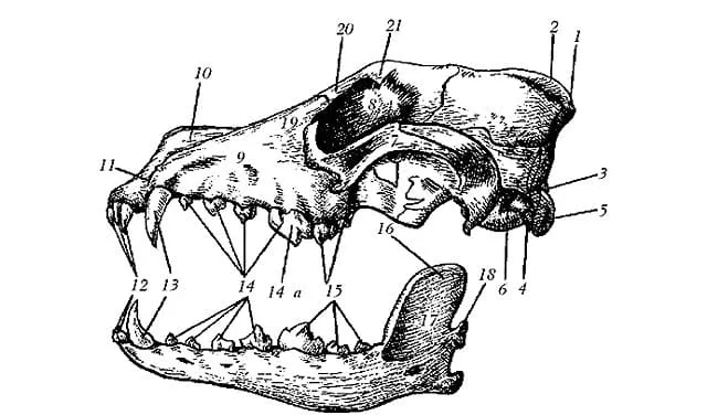 Смена зубов у щенка немецкой овчарки: советы по уходу и помощи питомцу1