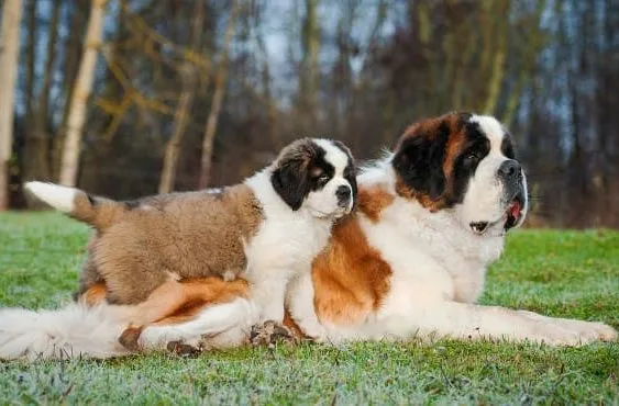 Сенбернар15