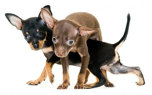 Продолжительность жизни тойтерьеров: факторы, влияющие на здоровье и советы по уходу за питомцем1