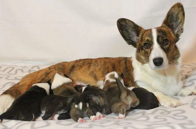 Вельш-корги-кардиган (15)13