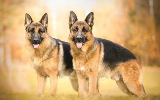 Что необходимо знать о течке у немецкой овчарки: советы и рекомендации для владельцев3