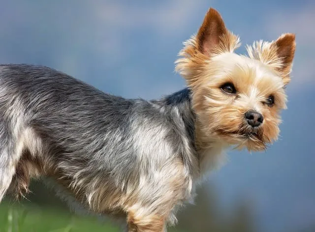 Выбор идеального имени для йоркширского терьера: советы и рекомендации2