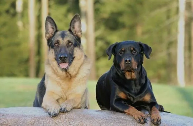 Как дрессировать немецкую овчарку (10)18