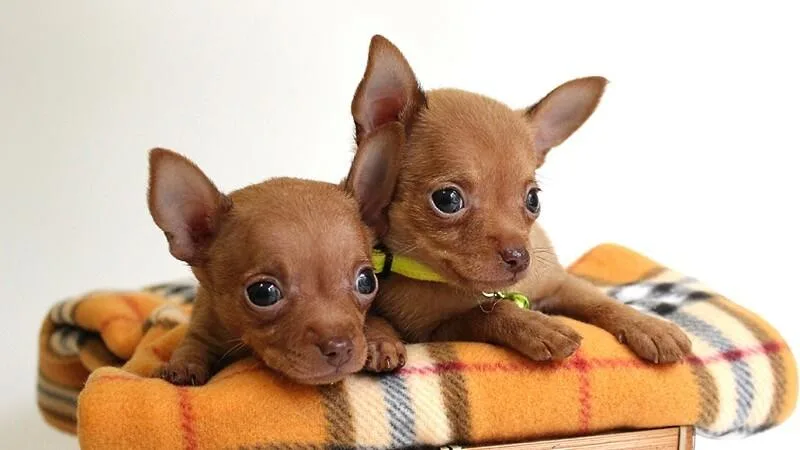 Тойтерьер: полное руководство по уходу за щенками и взрослыми собаками2