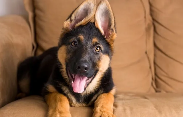 Необходимые прививки и особенности первой вакцинации щенка немецкой овчарки: полное руководство для владельцев2