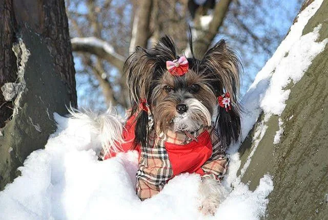 Бивер-йоркширский терьер: уникальный окрас, золотой характер и уход за питомцем3