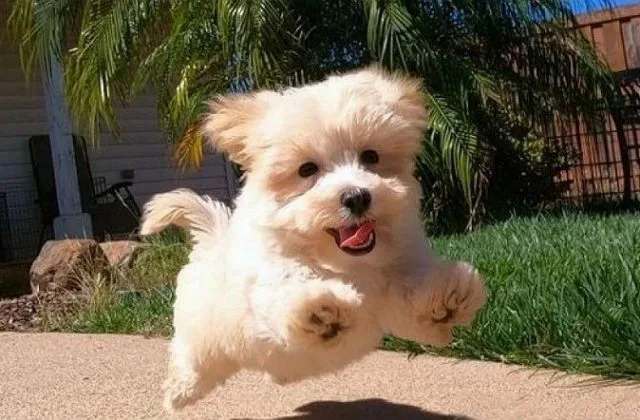 Собака Мальтипу (7)14