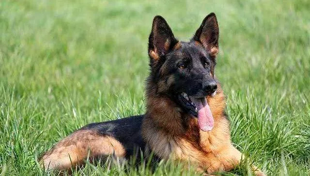 Кормление немецкой овчарки: основные принципы, идеальный рацион и советы опытных кинологов7