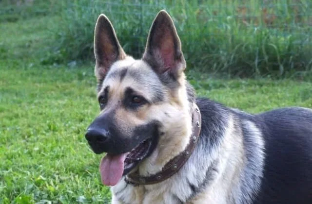 Восточно-европейская овчарка (20)14