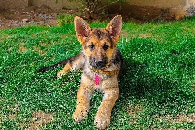 Немецкая овчарка: легендарная порода собак как лучший друг, охранник и защитник вашей семьи5