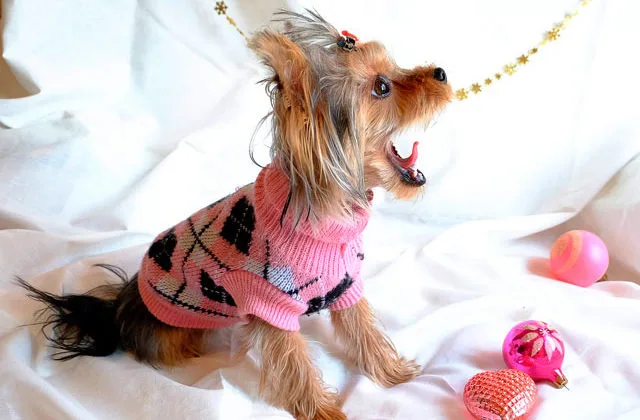 йоркширский-терьер-3411