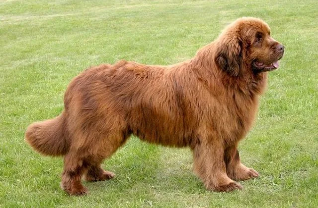 Ньюфаундленд водолаз (2)7