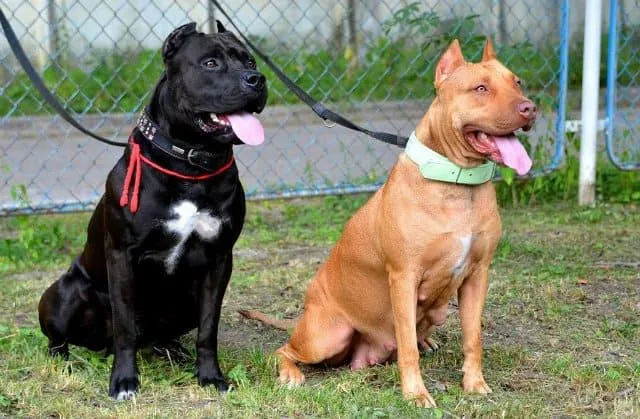 Питбультерьер: характеристики породы, уход и особенности содержания2