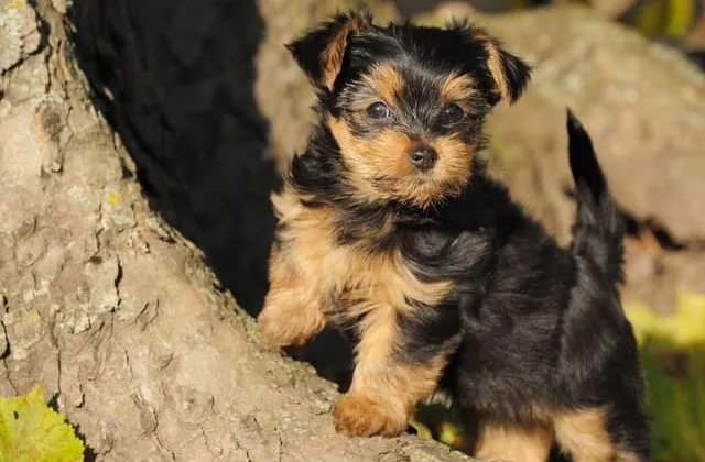 Мини йоркширский терьер (9) Мини йоркширский терьер (9)7