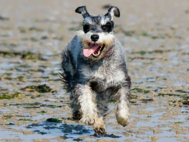 Цвергшнауцер: самый маленький служебный пес и его особенности3