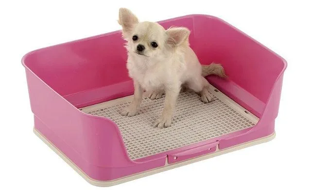 Запор у йорка, чихуахуа и пекинеса: причины, симптомы и эффективные методы профилактики1