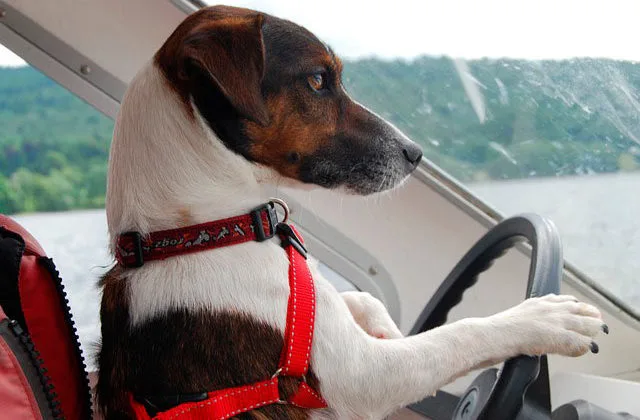 Джек-рассел-2014