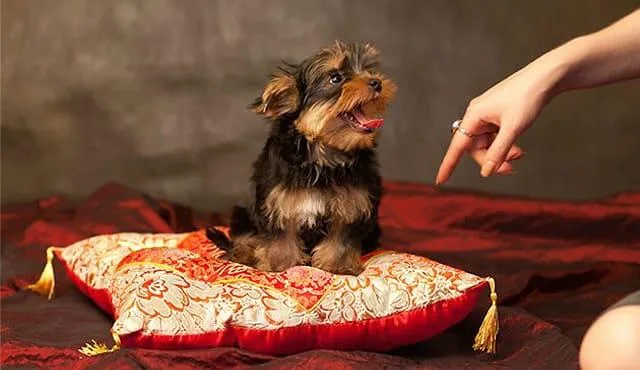 Эффективные методы дрессировки йоркширского терьера в домашних условиях2