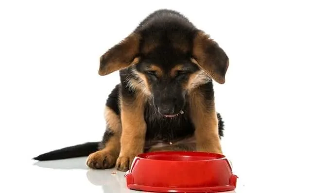 Кормление немецкой овчарки: основные принципы, идеальный рацион и советы опытных кинологов8