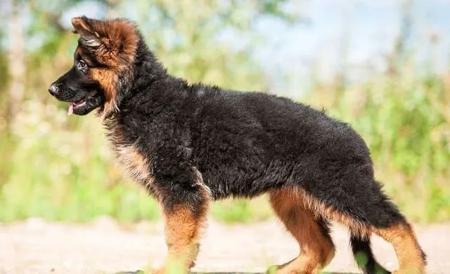 Необходимые прививки и особенности первой вакцинации щенка немецкой овчарки: полное руководство для владельцев4