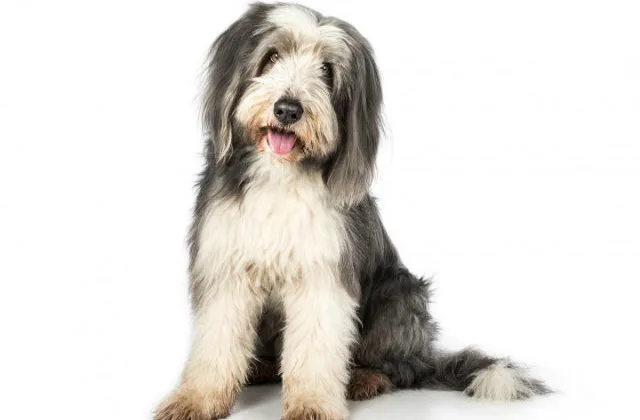 Бородатый колли (4)6