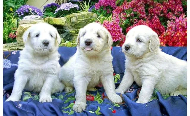 Южнорусская овчарка: полный стандарт породы, характеристики характера и советы по уходу2