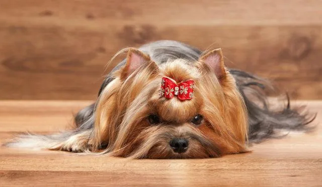 Что делать, если у йорка понос: причины, лечение и советы по уходу в домашних условиях2