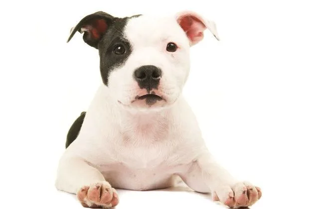 Американский питбультерьер (15)7