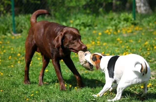 Джек-рассел-терьер (36)13