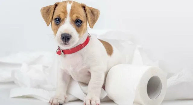 Воспитание джек-рассел-терьера: эффективные методы управления энергией вашего маленького урагана2