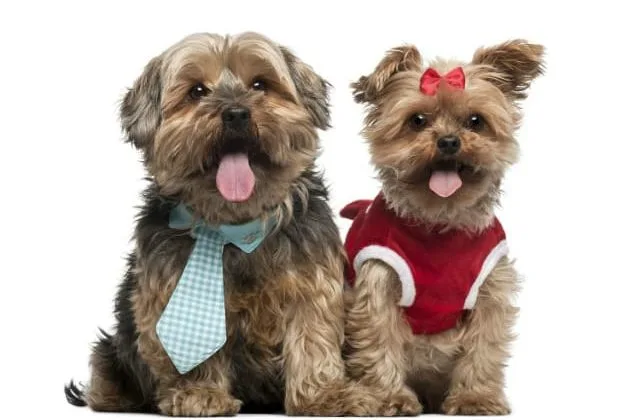 Одежда для йорков (1)7