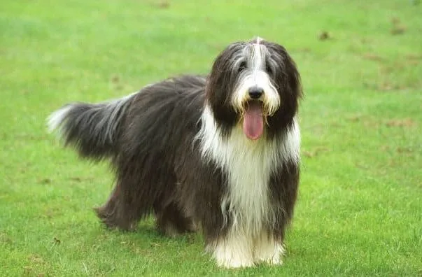 Бородатый колли (6)10