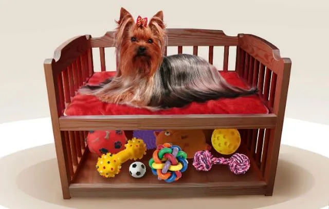 Беременность и роды йоркширского терьера: возможные проблемы и советы для владельцев5