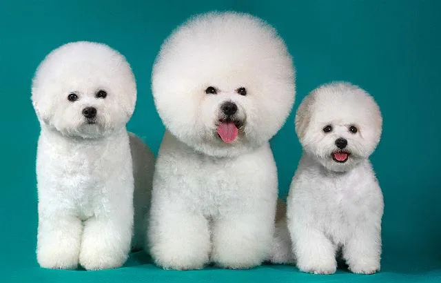 Бишон фризе: озорной питомец с привлекательной игрушечной внешностью1