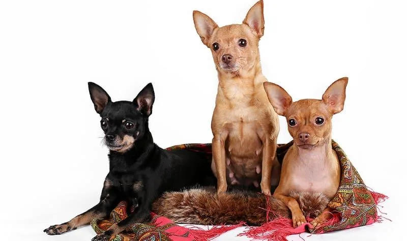 Продолжительность жизни тойтерьеров: факторы, влияющие на здоровье и советы по уходу за питомцем3