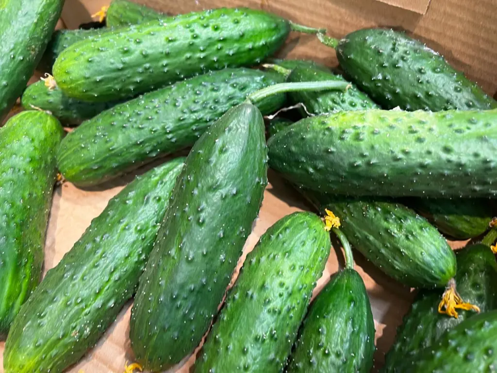 Как я добился роста огурцов с первой недели после добавления «вкусняшки» в лунку: секреты, которые удивляют соседей