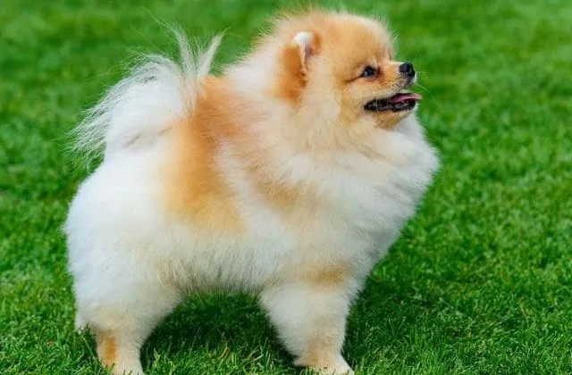 Померанский шпиц медвежьего типа (7)9