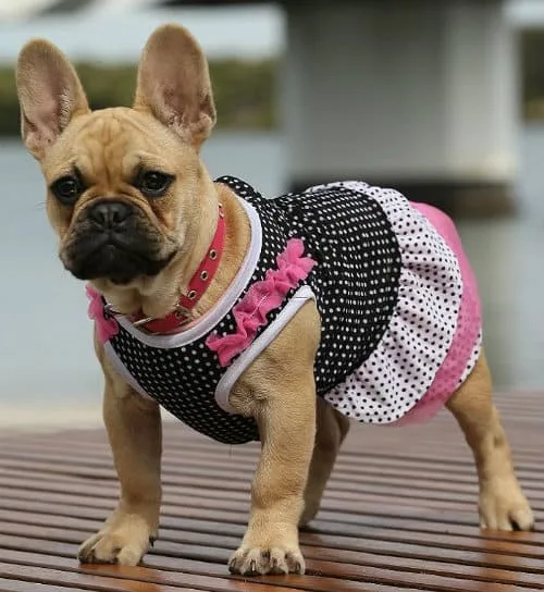 Как смастерить одежду для французского бульдога: комбинезон, жилет и намордник своими руками1