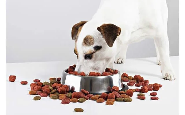 Что кормить джек-рассел-терьеру: правила, рацион и полезные советы по питанию5