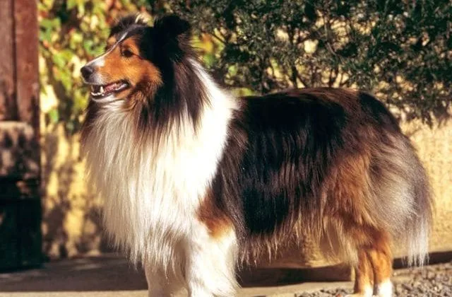 Карликовые колли (шелти) (5)31